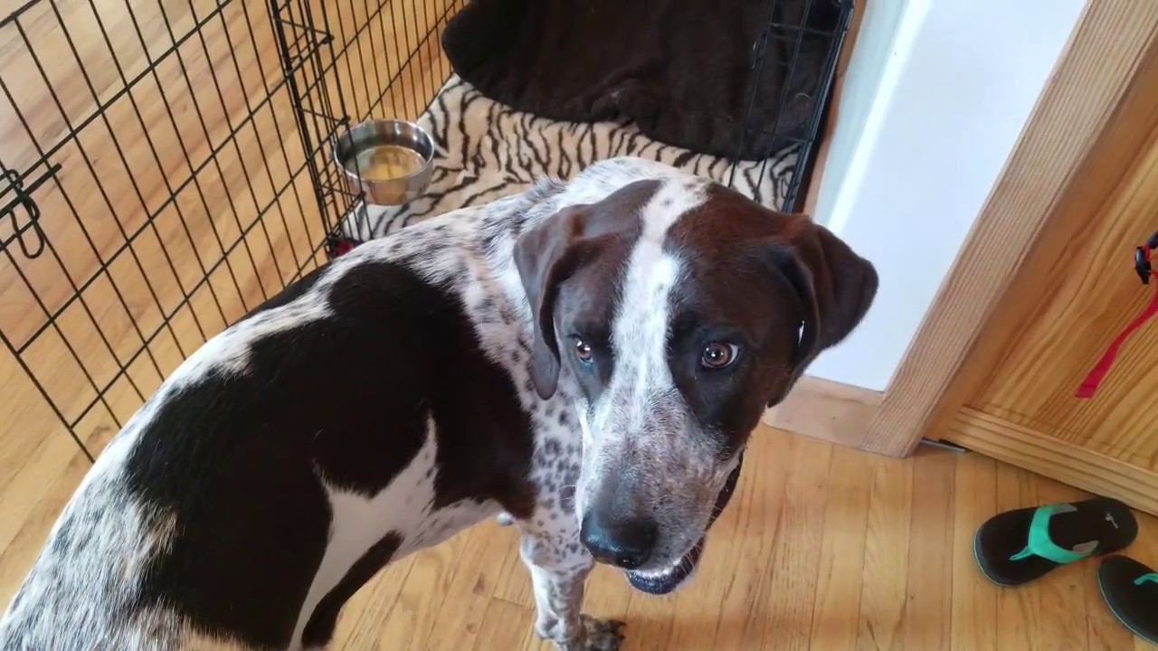 Introducing an Adult Dog to a Crate