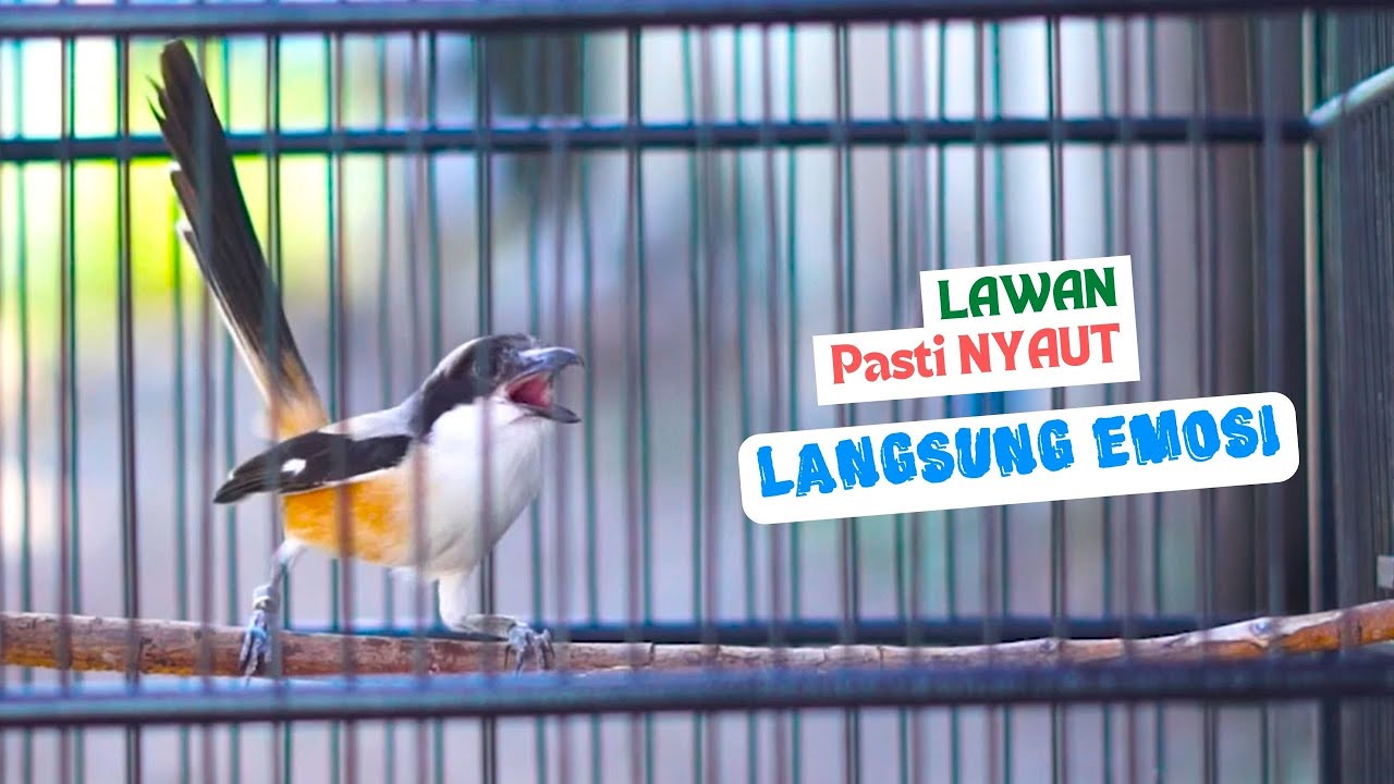 Cendet Gacor Full Isian! Pancingan dan Masteran Cendet Malas Bunyi Aagr Mau Gacor
