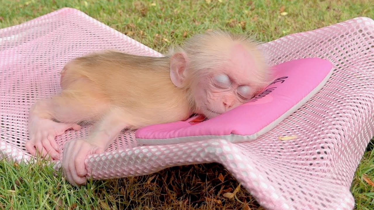 The special father of baby monkey Kyo