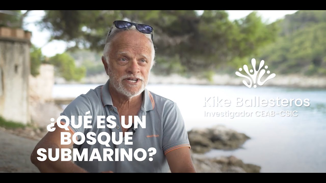 ¿Qué es un bosque submarino?