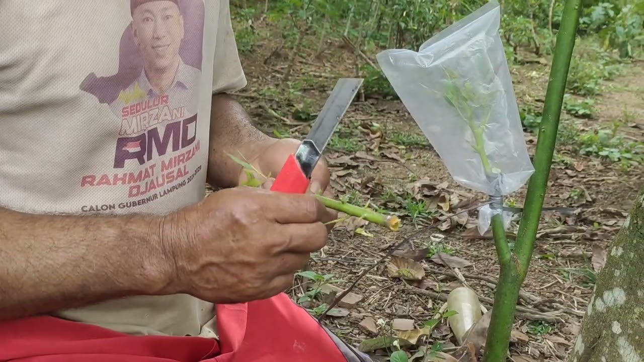 MASTER STEK KOPI MENCOBA SAMBUNG PUCUK ALPUKAT 😂