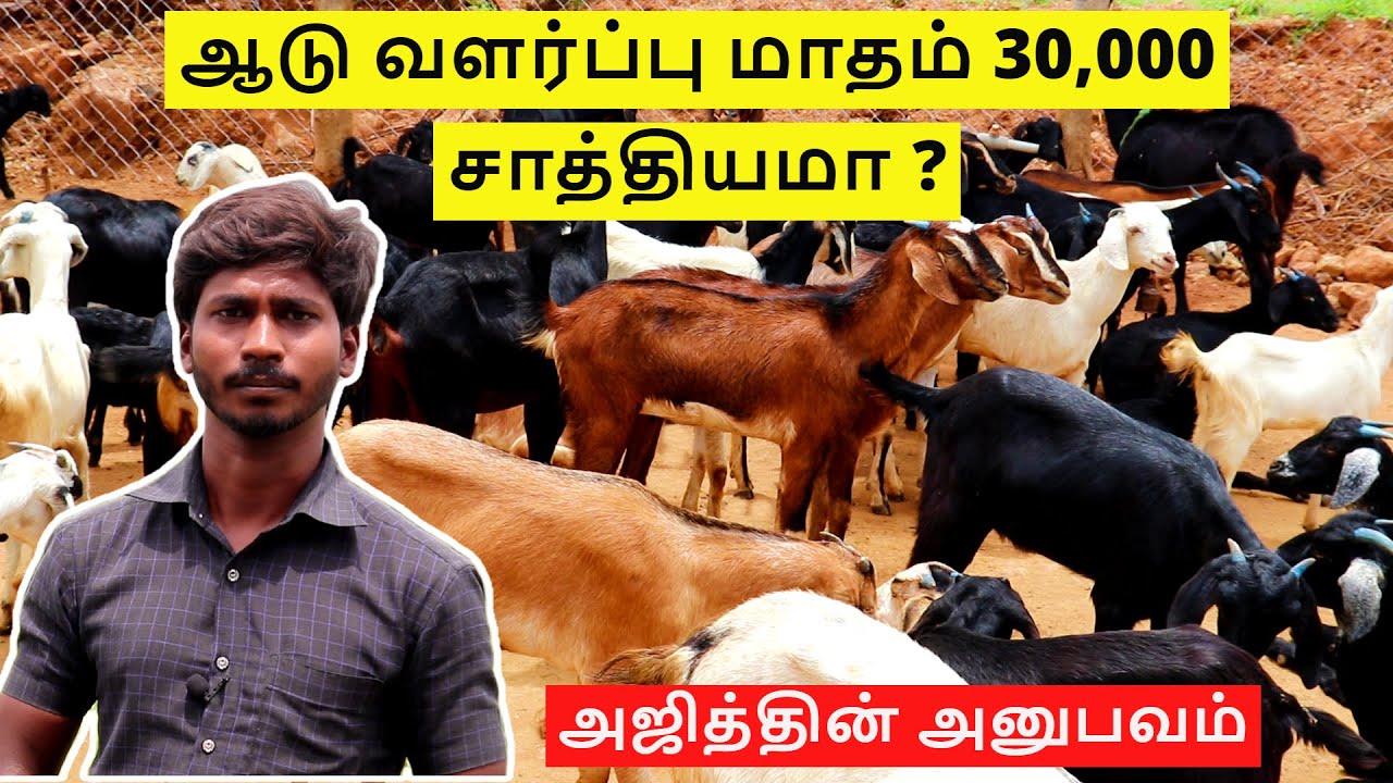 Aadu valarpu மாதம் 30,000??- ஆடு வளர்ப்பு - goat farming most profitable agriculture?
