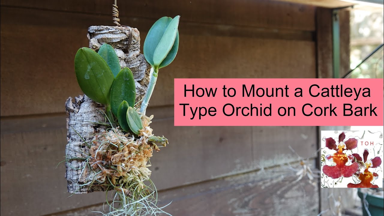 How to Mount a Cattleya Orchid on Cork Bark | Orchids on Cork Bark - When it Works & When it Doesn't