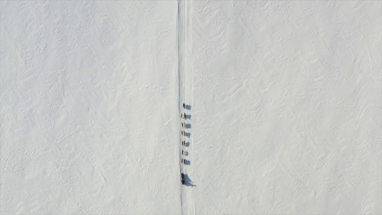 Dogs on the Yukon River | Iditarod 2020 | QRILLPAWS 2020