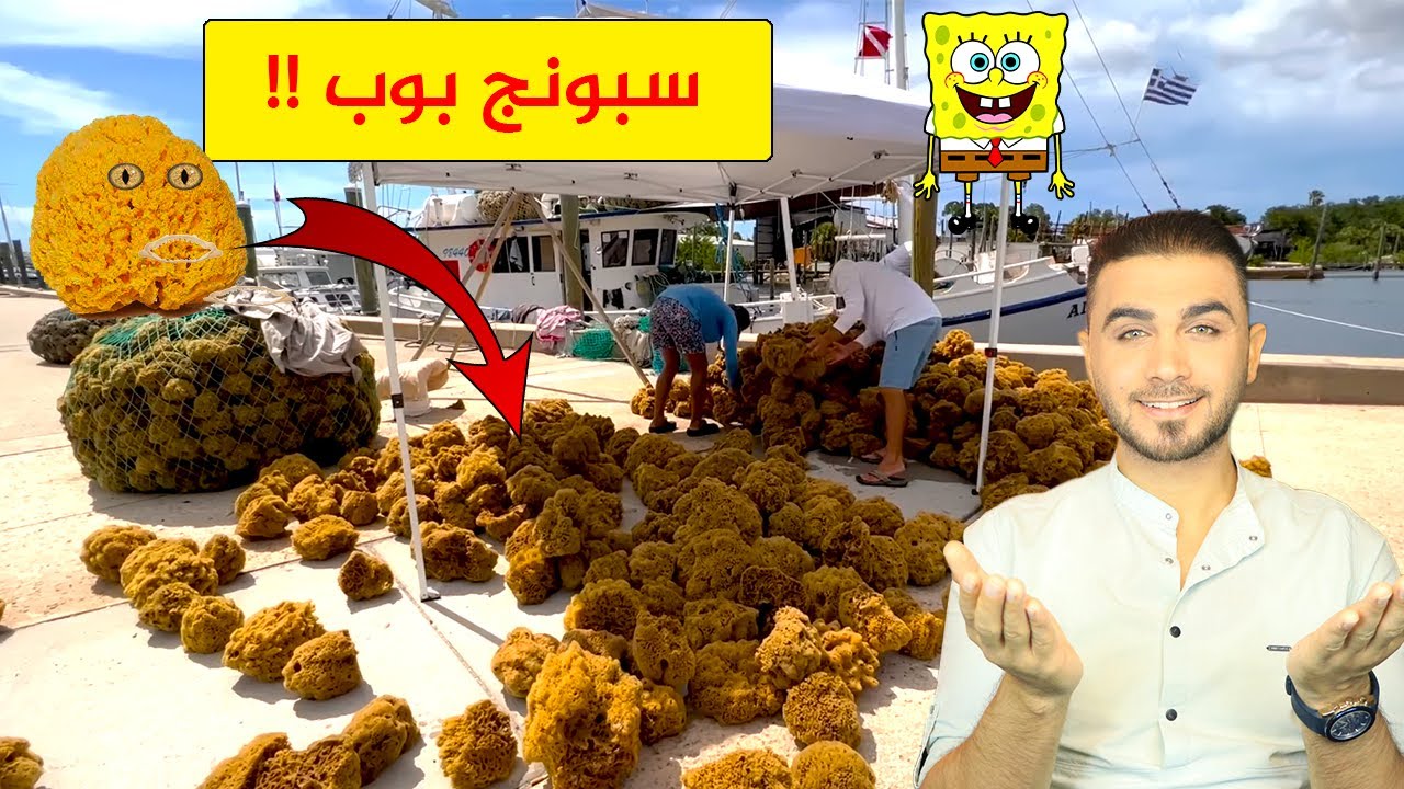 الإسفنج يصنع من حيوان بحري😱 سبونج بوب حقيقي! مش معقول 😱