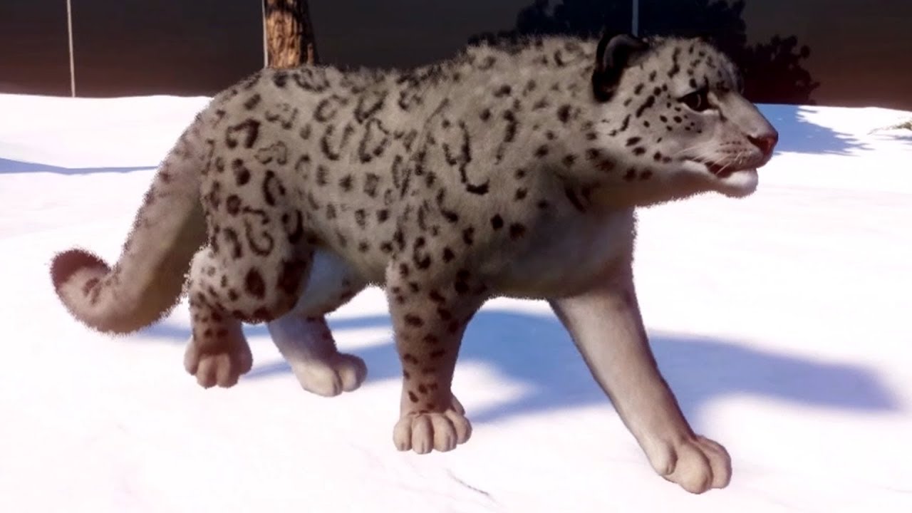 Planet Zoo - Snow Leopard Gameplay (PC HD) [1080p60FPS]