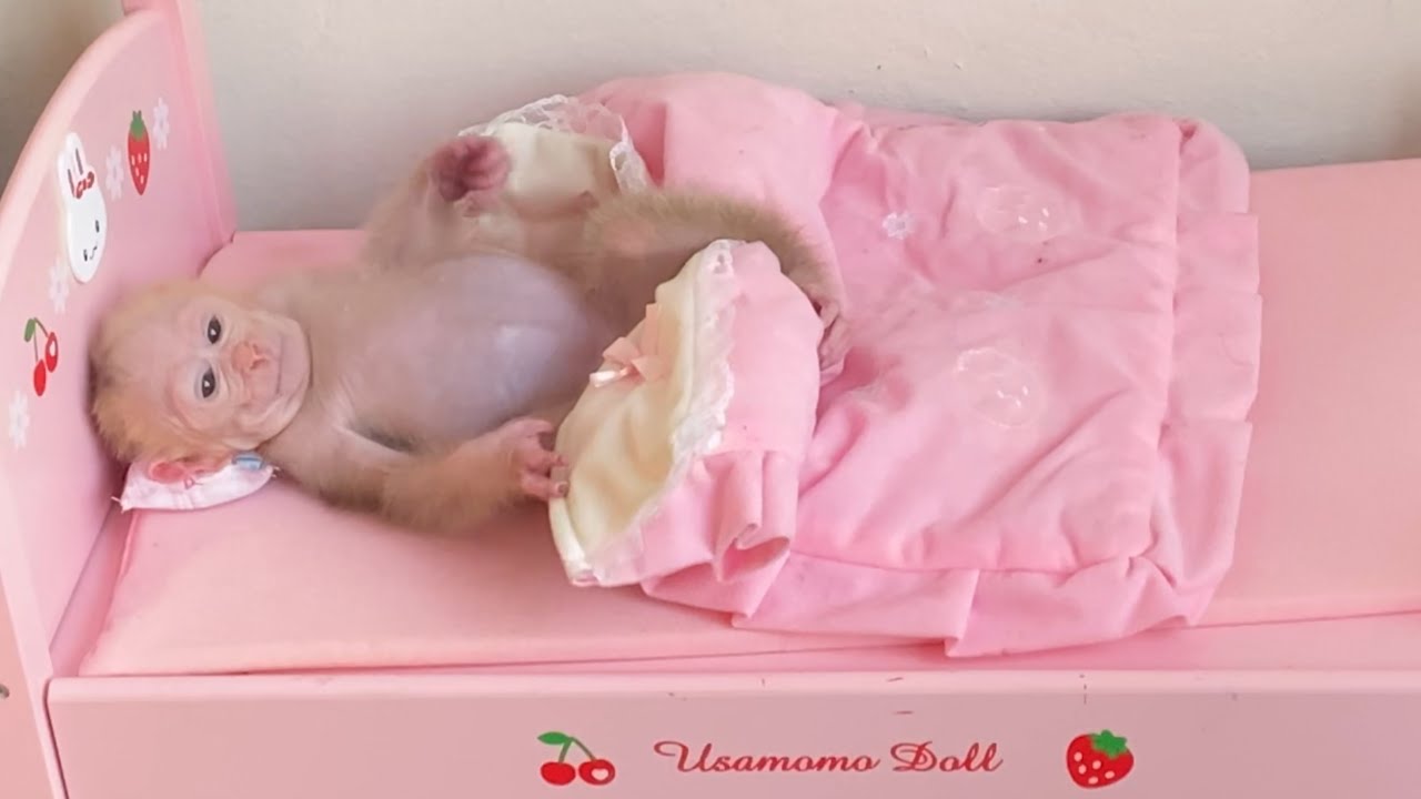 Animals BN, Adorable baby monkey sleeping on the bed.