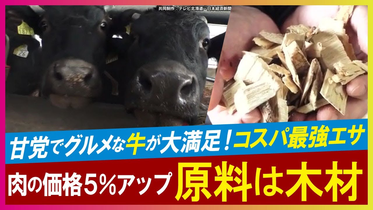 【牛の飼料（LBS）】北海道で自生する「シラカバ」がウシの飼料に　蒸し煮にしてウシが大好きな甘いエサに大変身
