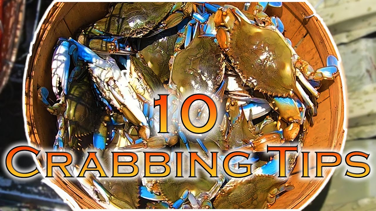 10 TIPS for CRABBING with TRAPS: BIG BLUE CRABS; Crabbing in Maryland; Chesapeake Bay