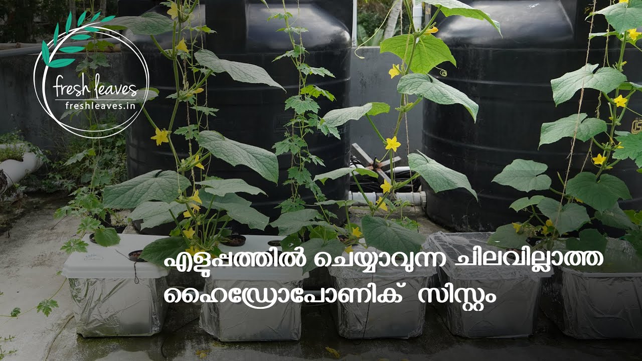Simple and cheap deep water culture system ||  എളുപ്പത്തിൽ ചെയ്യാവുന്ന ഡീപ് വാട്ടർ ഹൈഡ്രോപോണിക്സ്