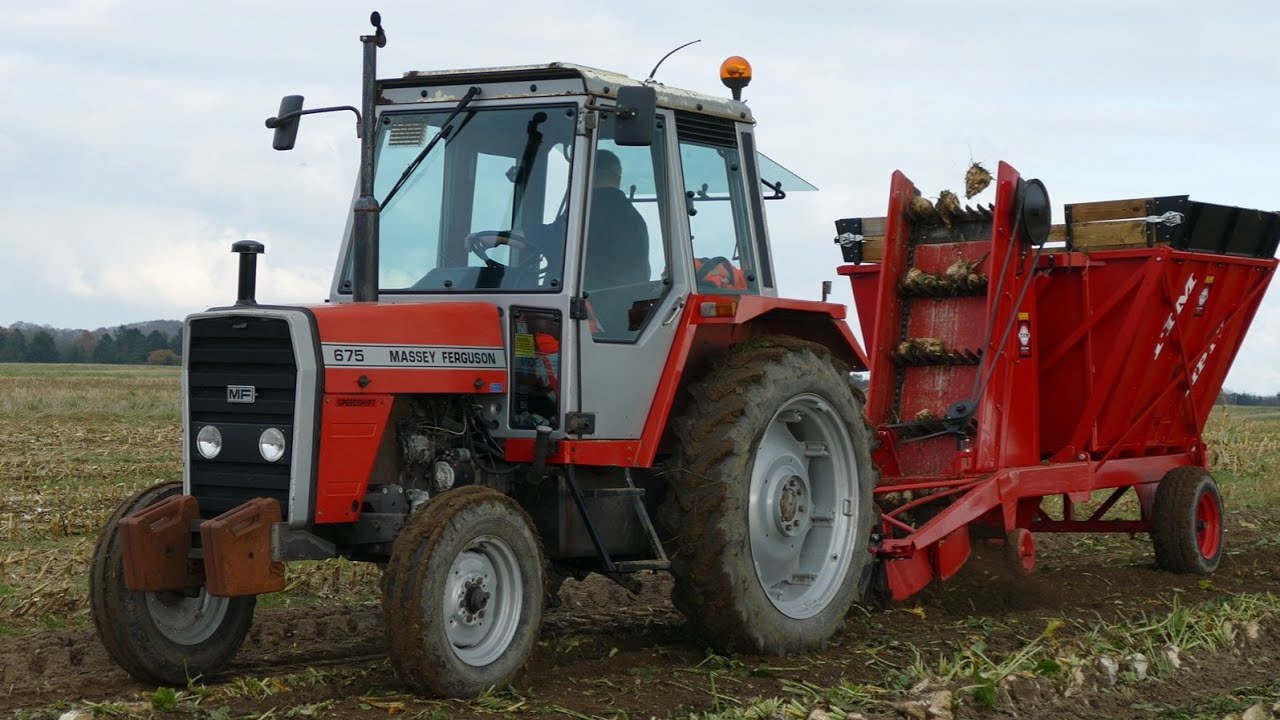 Massey Ferguson 675 Harvesting Sugar Beets - Sugar Beet Harvest 2024