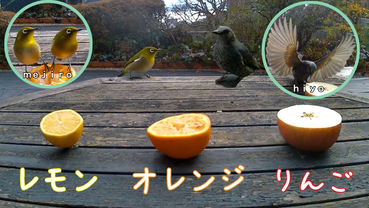 一番人気の果物はどれ？ヒヨドリ、メジロの好物を検証してみた　[りんご、オレンジ、レモン編]