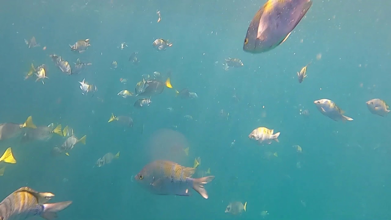 Galapagos - Genovesa