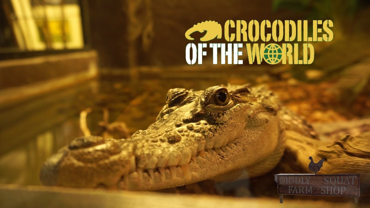 Crocodiles & Diddly Squat!