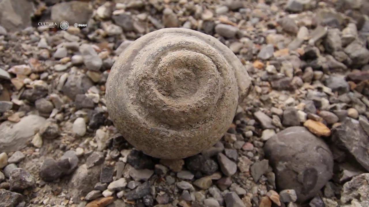 F&oacute;siles de San Juan Raya, Zapotitl&aacute;n de las Salinas, Puebla