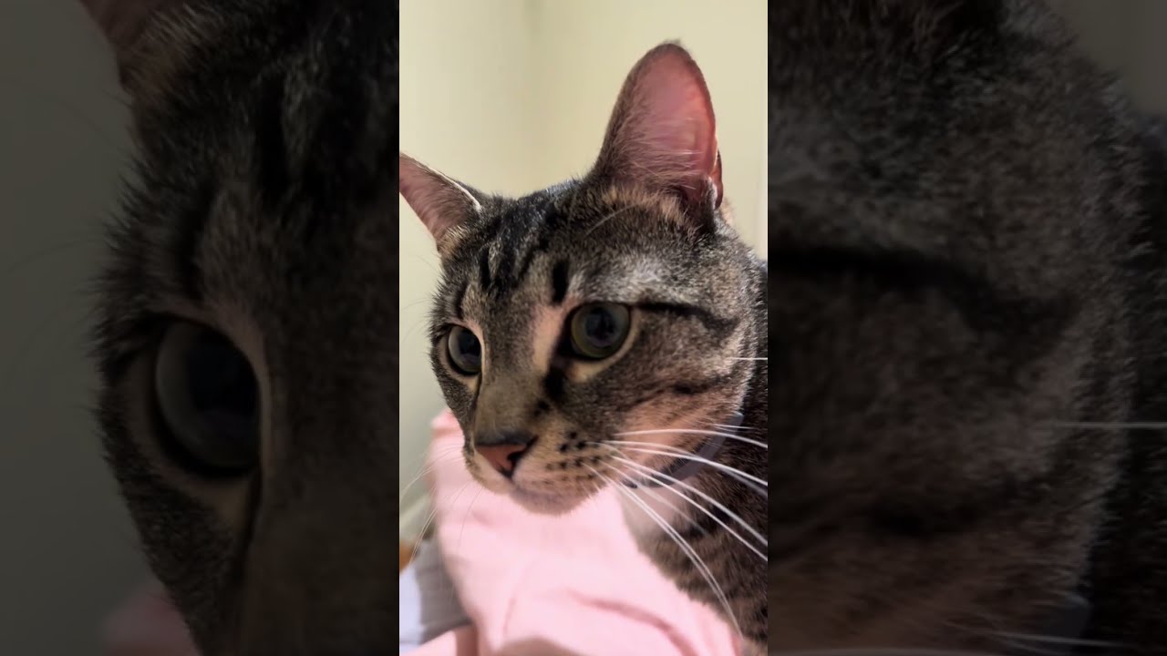 The Cats Family: Compilation Episode 2 #catshorts #catcompilation #funny #dadjokes 