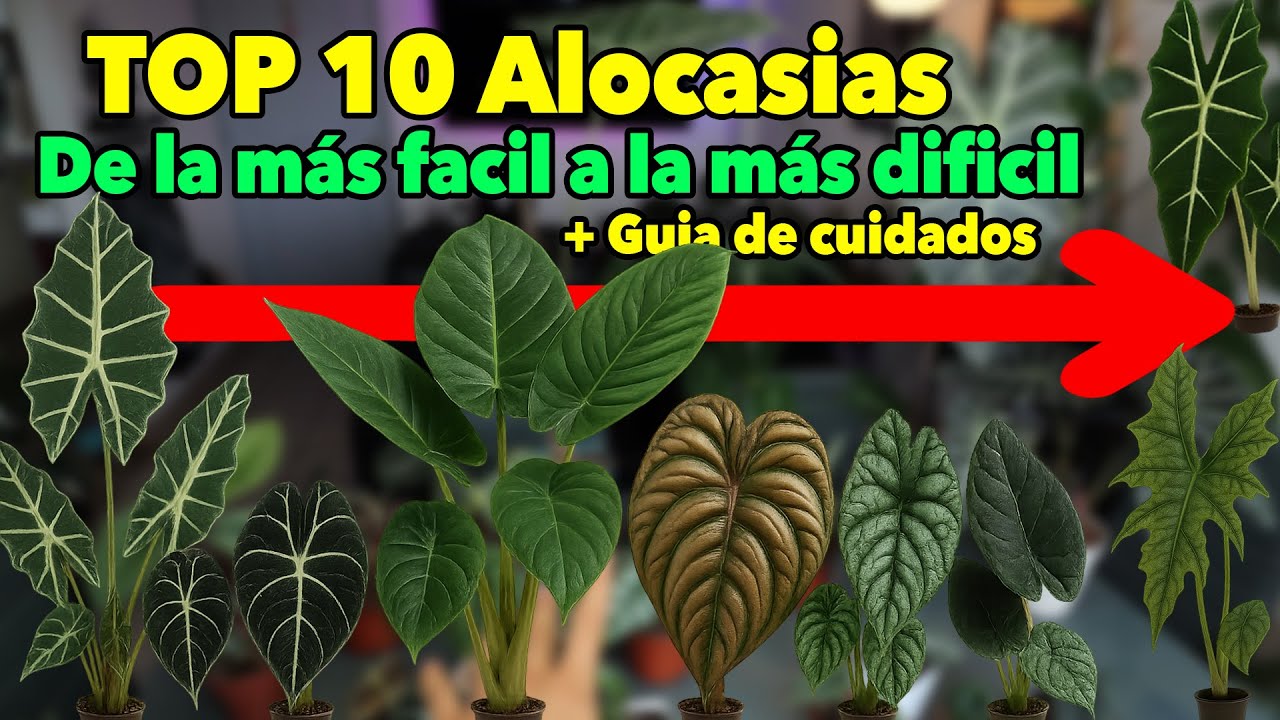 Cuidados de alocasias - Nivel de dificultad de alocasias