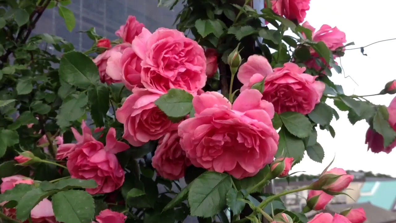 Shiuan's Rose Garden 2018.5.10 花園日記