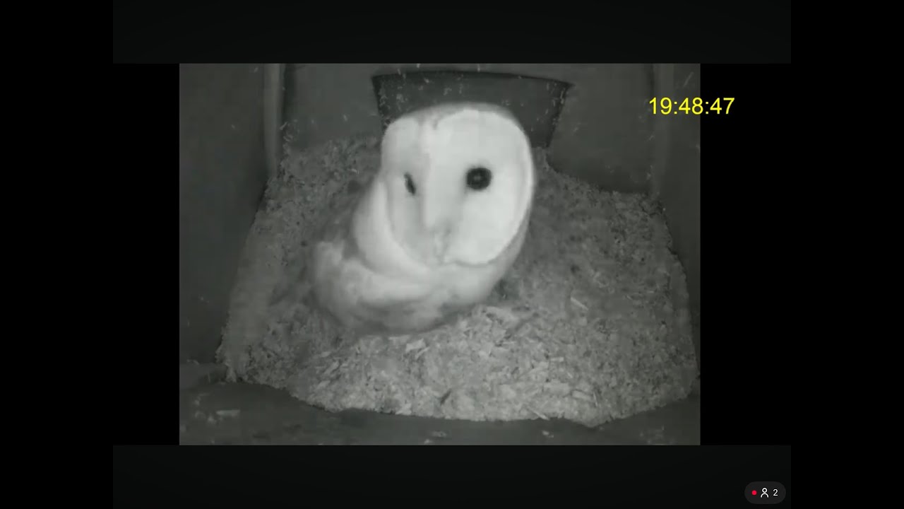 Moss Wildlife Watch Live Badgers Camera