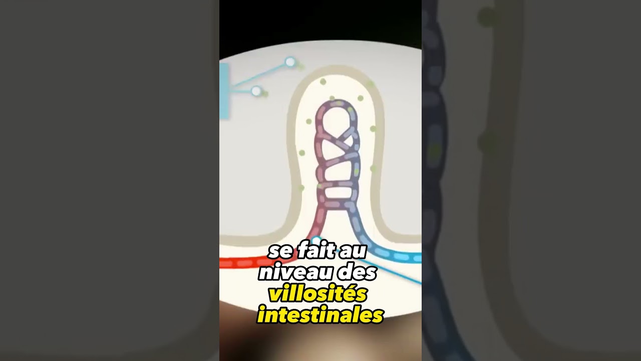 Le processus de digestion