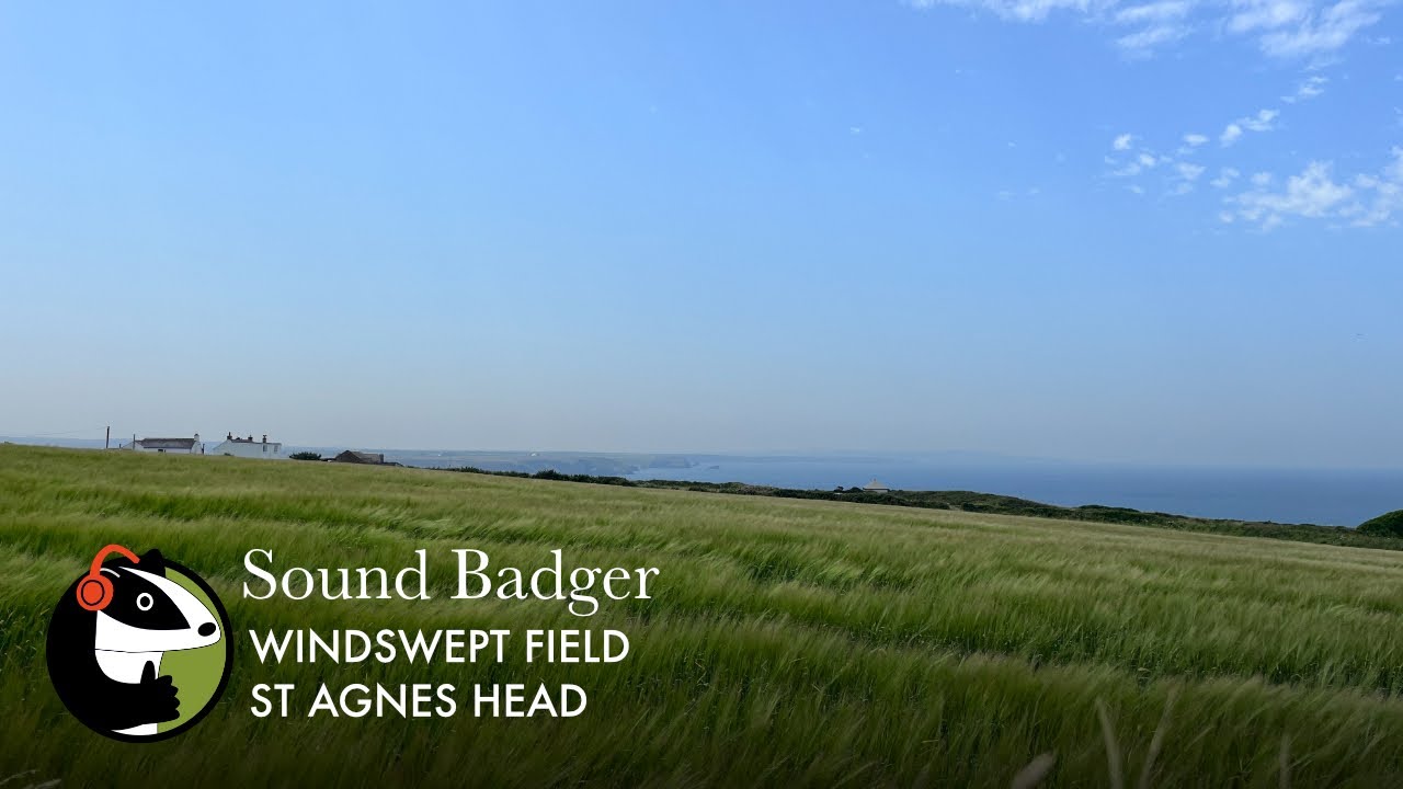 Coastal Barley Field with Wind and Birdsong | St Agnes Head, Cornwall