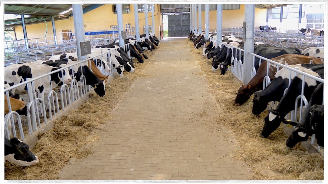 What you need to know when constructing that cow barn. #startright