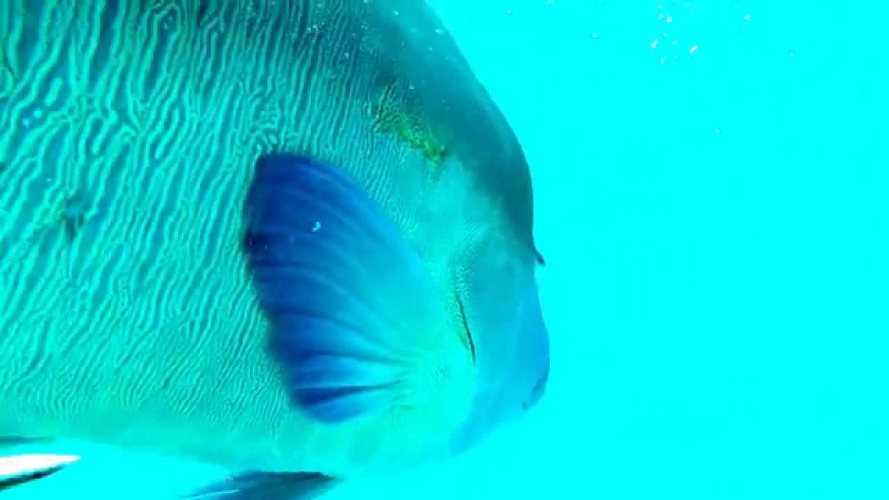 Wally the Maori Wrasse