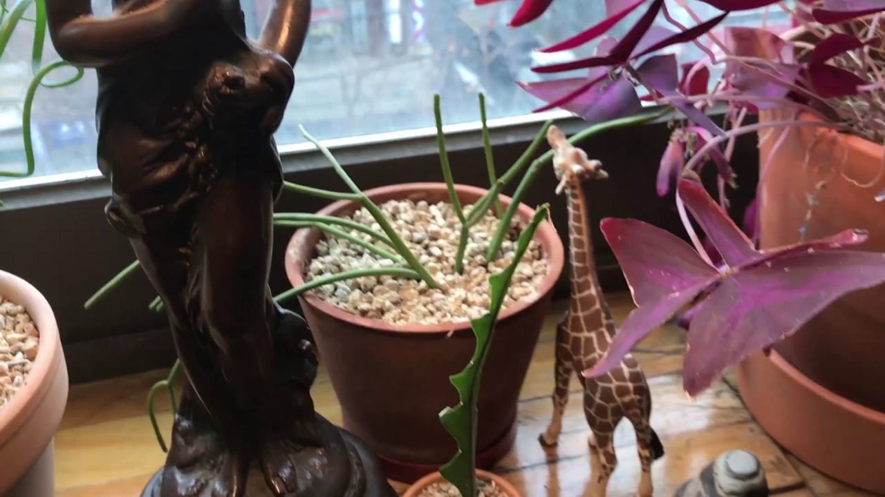 연필 선인장 번식 시키기