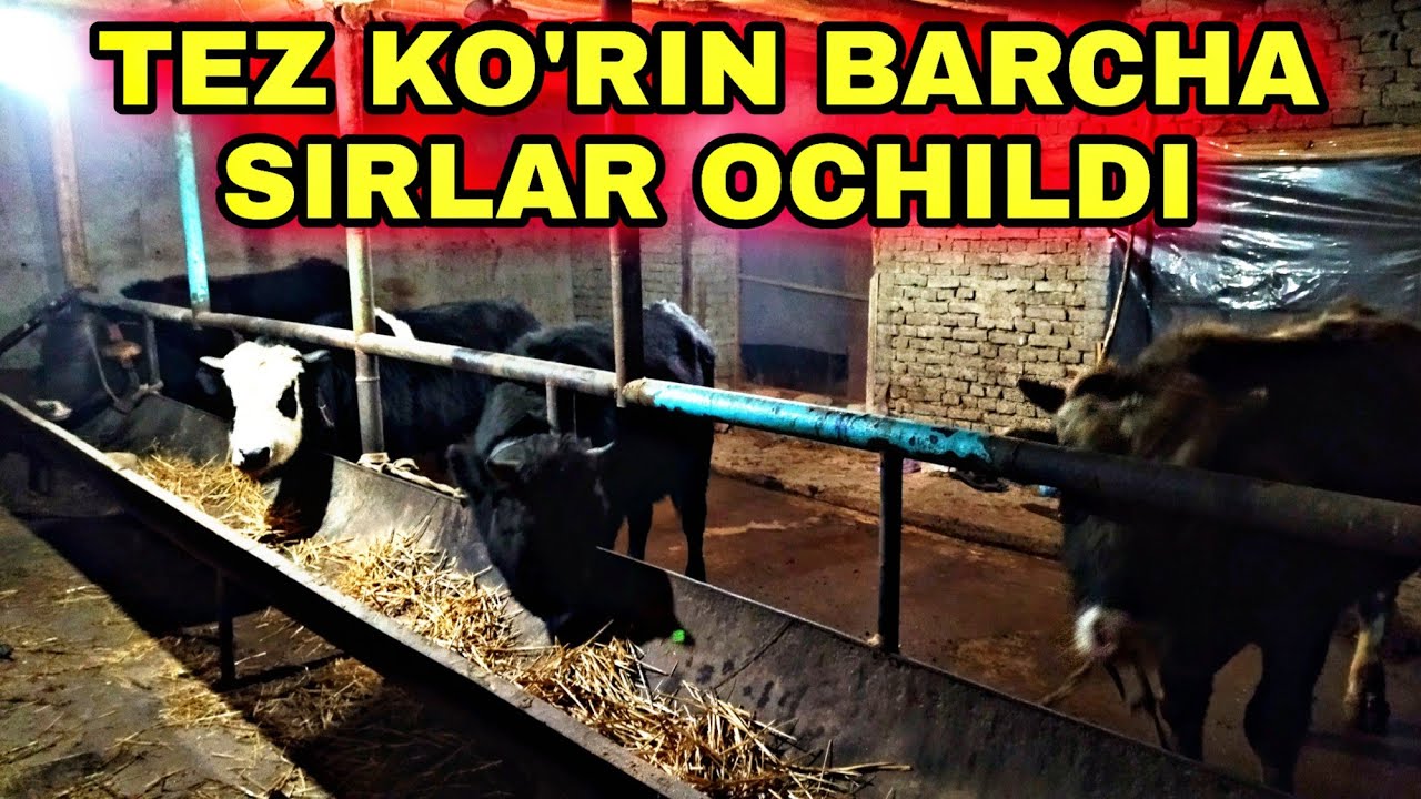 BUNI TEZ KO'RIN BUQA BOQISH SIRLARI BUTUNLAY OCHILDI