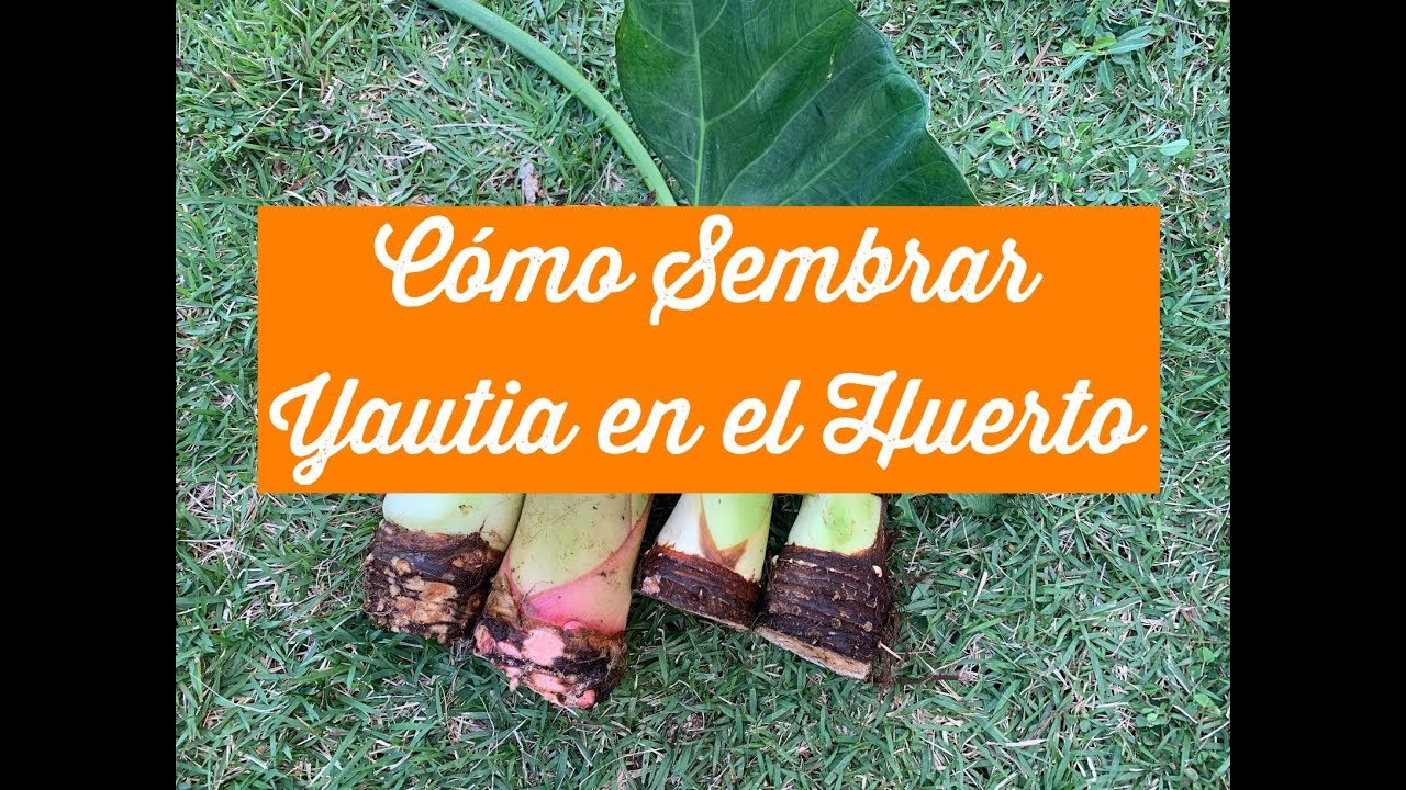 Cómo Sembrar Yautía en el Huerto