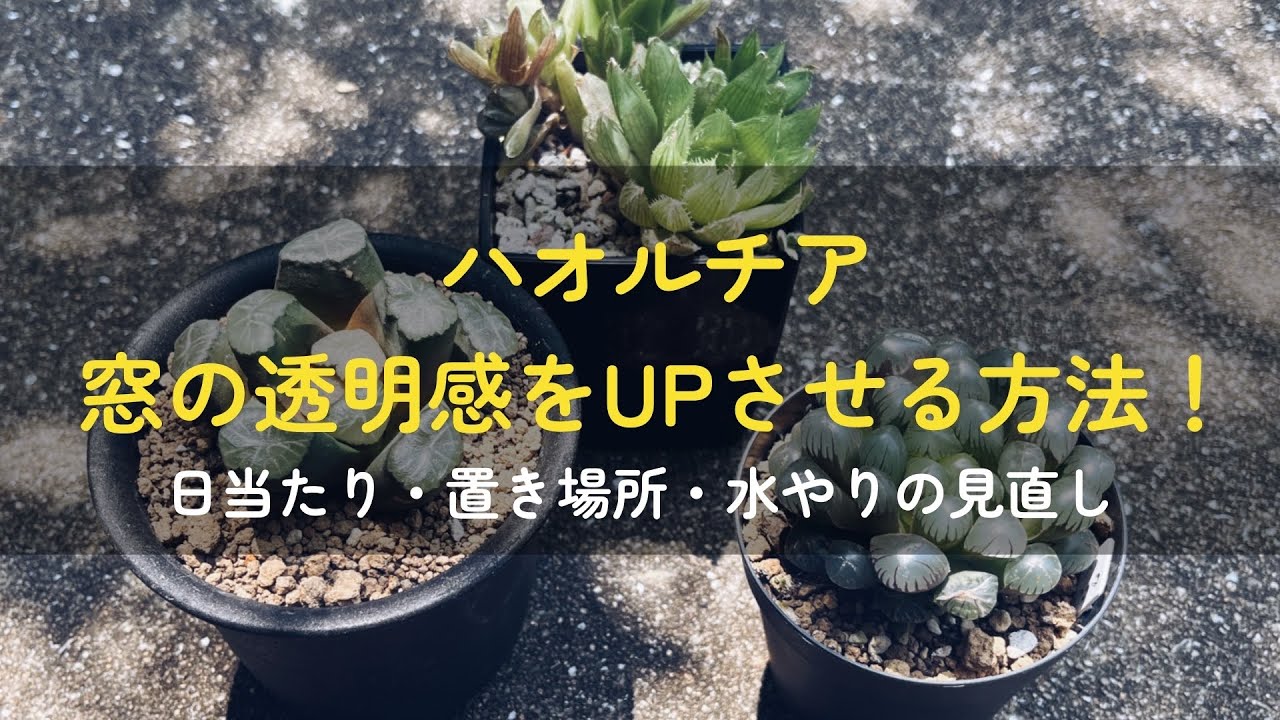 【ハオルチア】曇った窓を透明にする方法|多肉植物