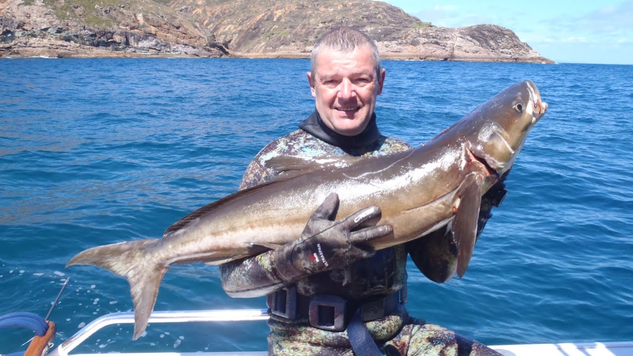 Shooting 18 5 kg Cobia and  Whale Shark