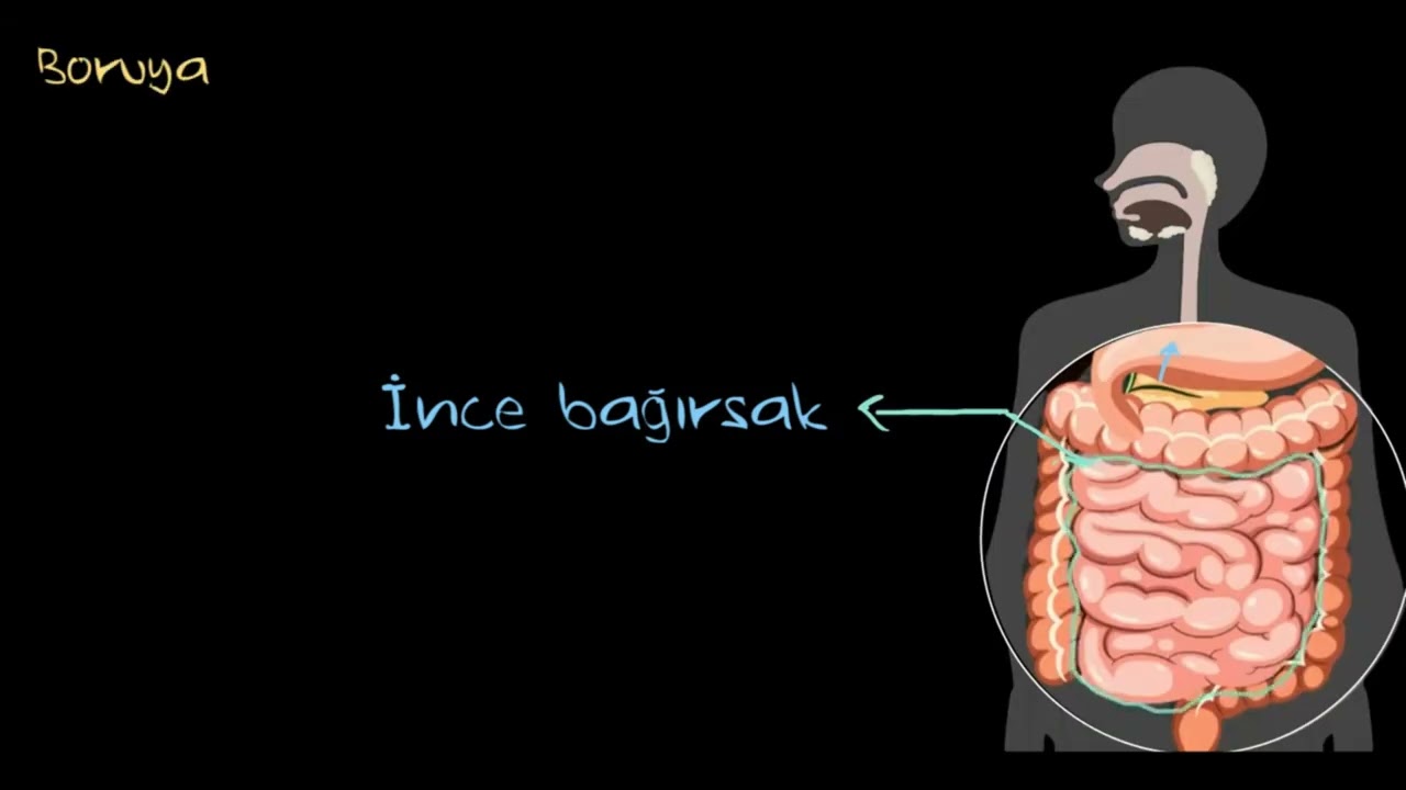 İnsanlarda Sindirim Sistemi (Biyoloji)