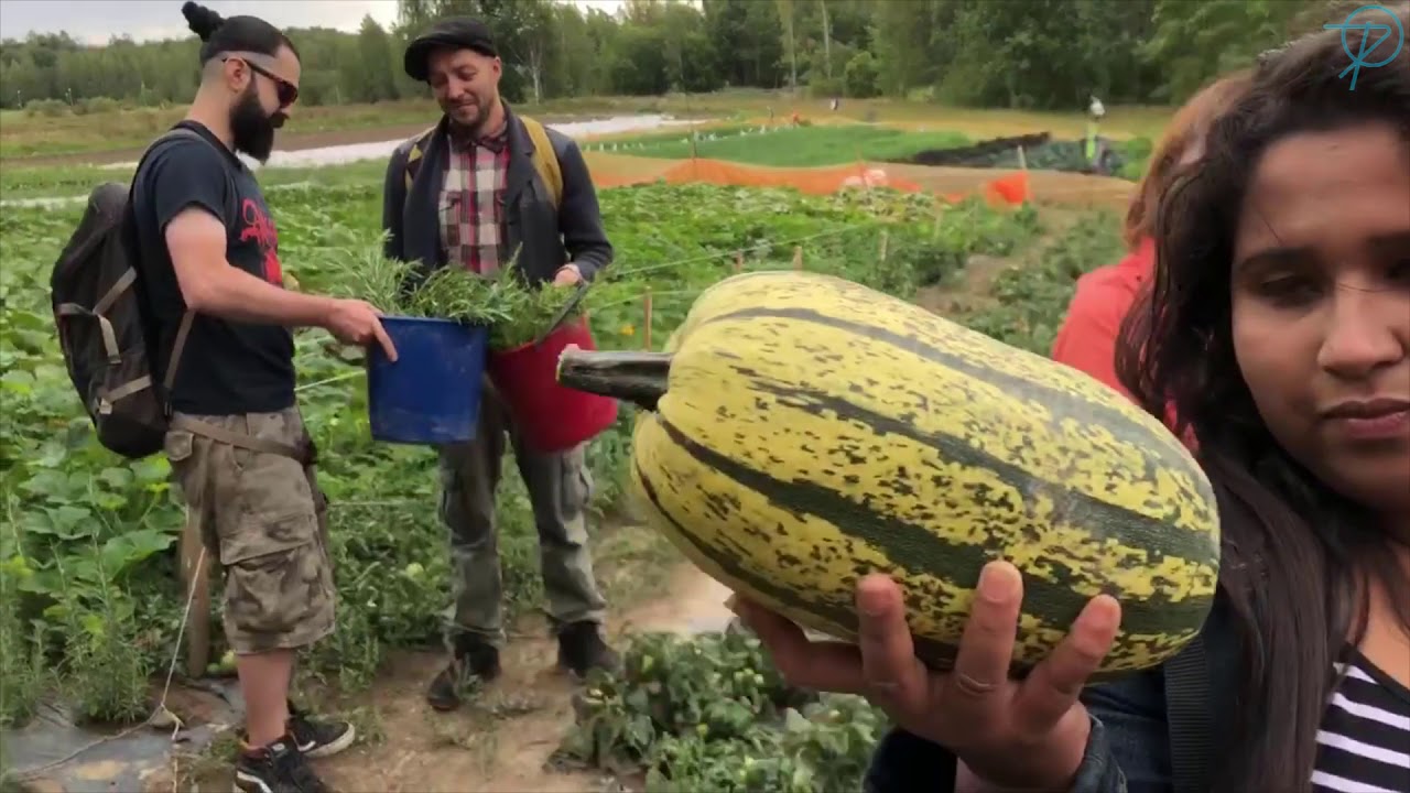 Mannequin Challenge at Perho Green City Farm