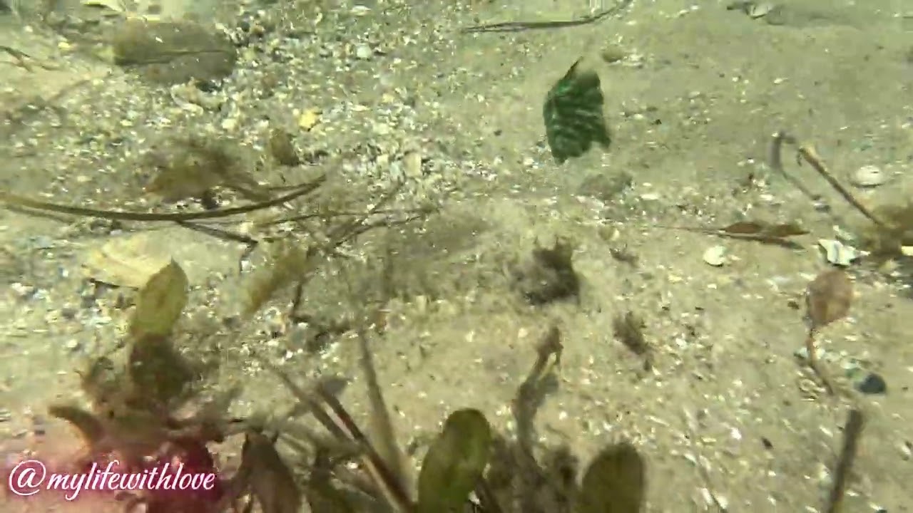 Southern Pygrmy Leatherjacket