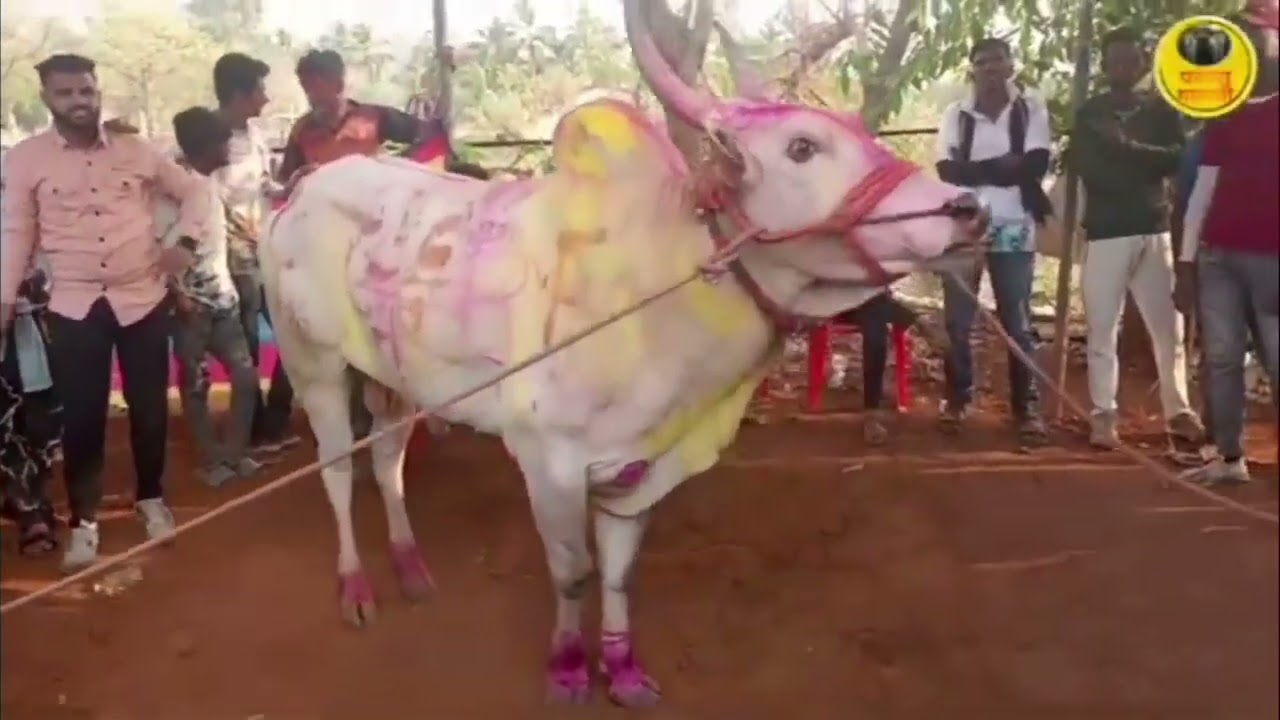 बकासुर ६३०० आज पळणार का? वादळ महाराज पैरा आज मौजे सासवड मैदान साम्राज्य बबन