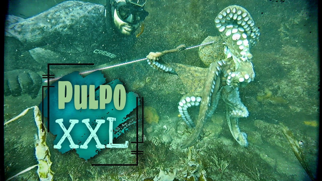 ✔Подводная охота ОСЬМИНОГ И ГИГАНТНЫЙ ОСЬМИНО🐙Подводная охота осьминоги в Галисии🎯