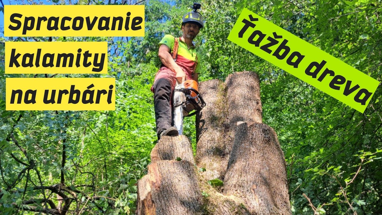 Urbár - Spracovanie jaseňovej kalamity - vývraty + sucháre, Ťažba dreva, Stihl ms 462, Amles, Forest