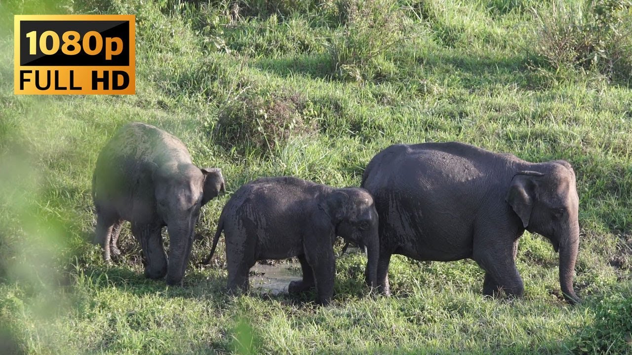 Free Stock Video: Family of elephant roaming at a Grassland HD