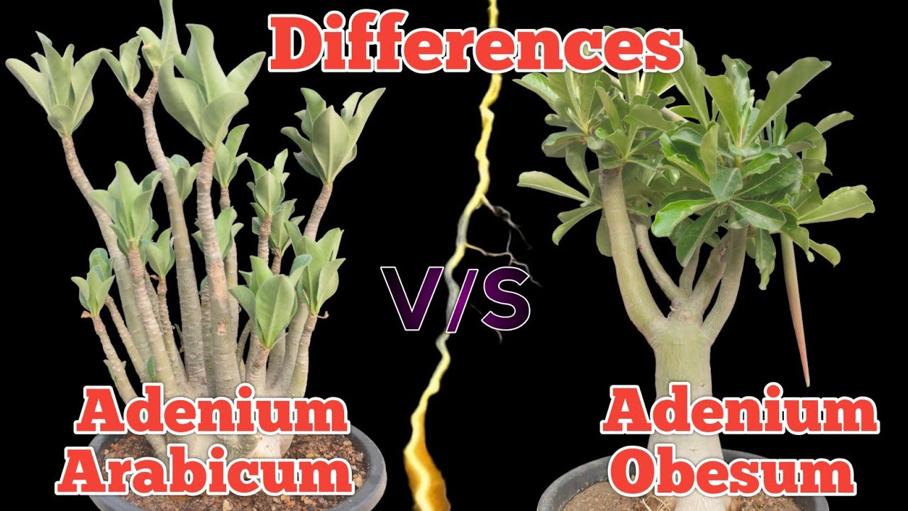 Adenium arabicum compared to adenium obesum /Adenium