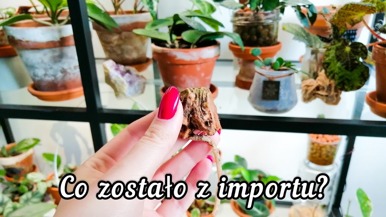 Roślinny import 24h i tydzień po unboxingu 🌱🍂