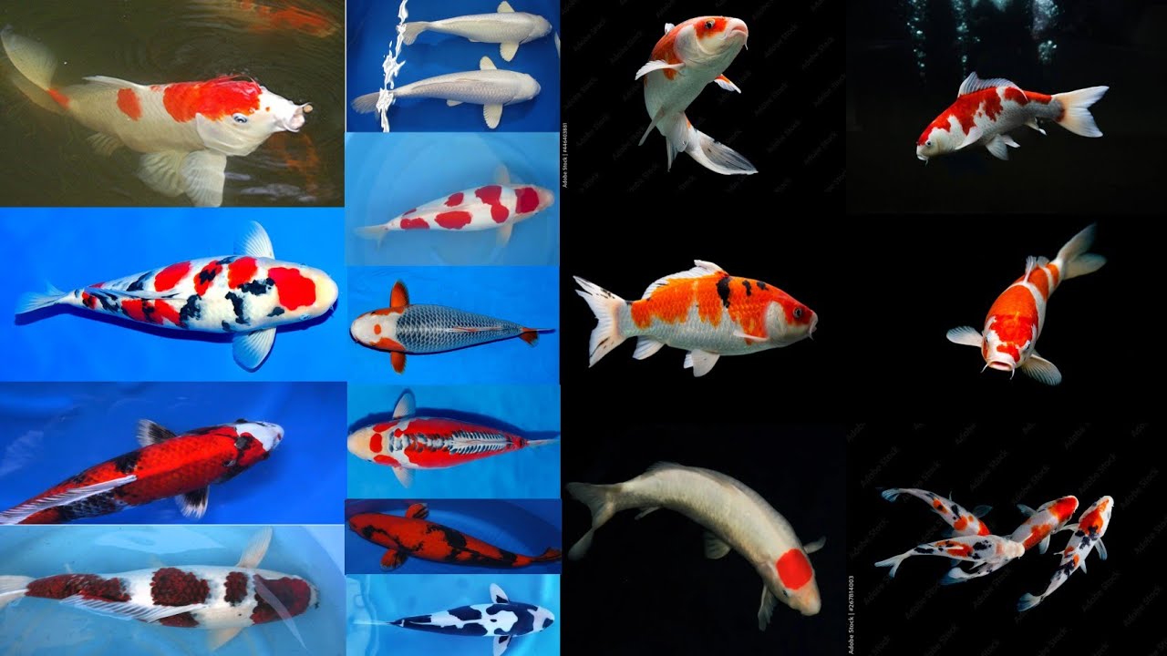 Top 15 Popular Koi Fish Variety