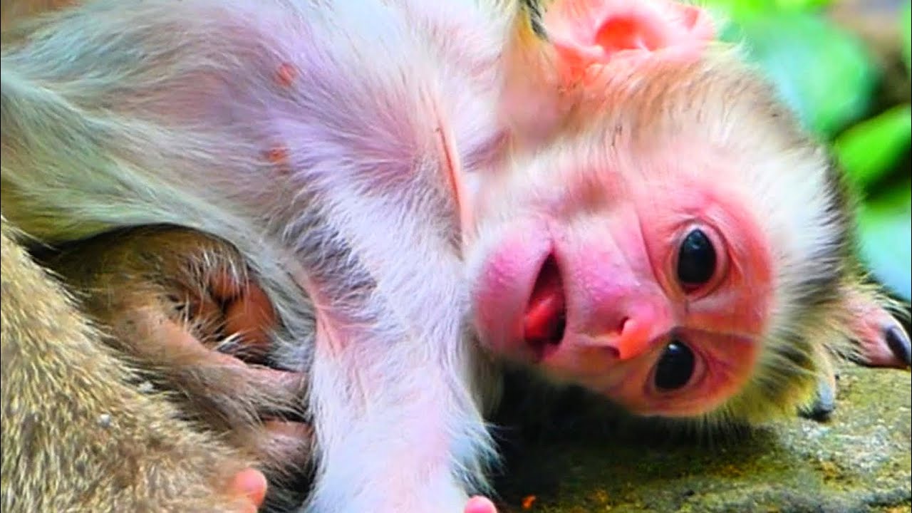 Baby monkey so cute cries leave from Him #babymonkey 