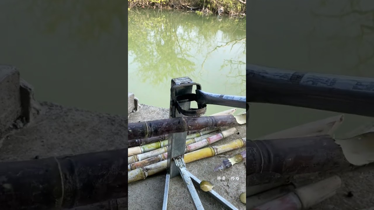 How exactly should cut sugarcane be planted