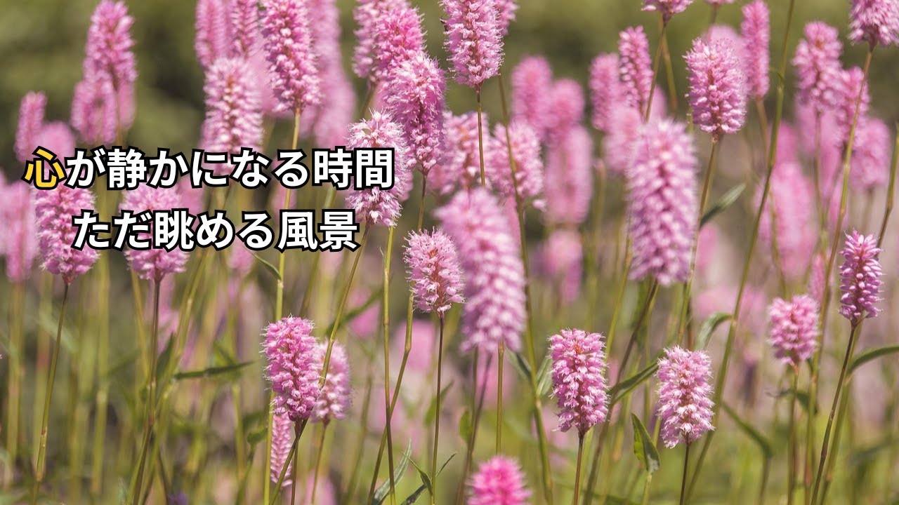 心が静かになる時間｜ただ眺める癒しの風景