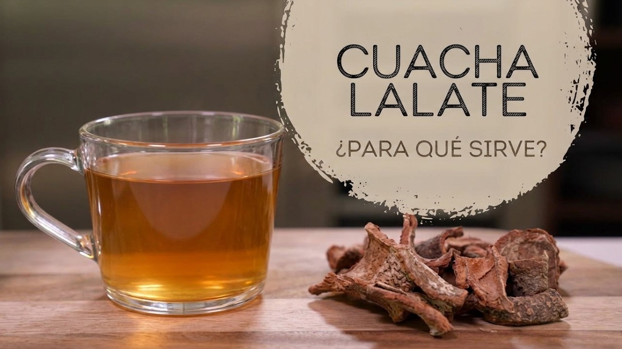 Qué es el CUACHALALATE y cuales son sus beneficios, como es y donde crece