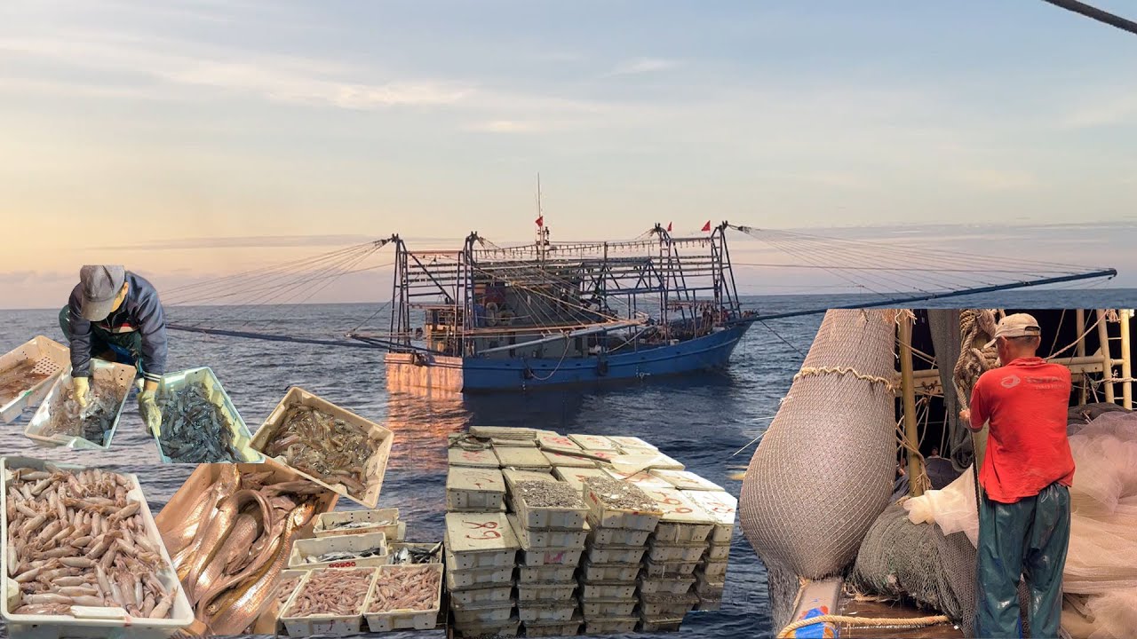 Thuyền Nhà Gặp Nhau,Thay Lưới Nhặt Bắt Cá Sơn Đá Xuyên Đêm,Mành Chụp Võ Thép - Dân Biển