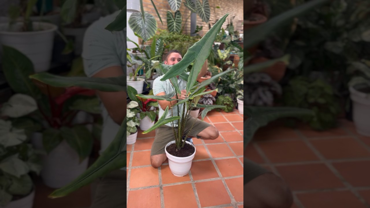 Alocasia Tigrina #alocasia #plantas #plantasdeinterior