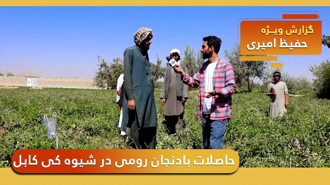 Tomato harvest in Shewaki in Hafiz Amiri reports / حاصلات بادنجان رومی در شیوه کی، گزارش حفیظ امیری
