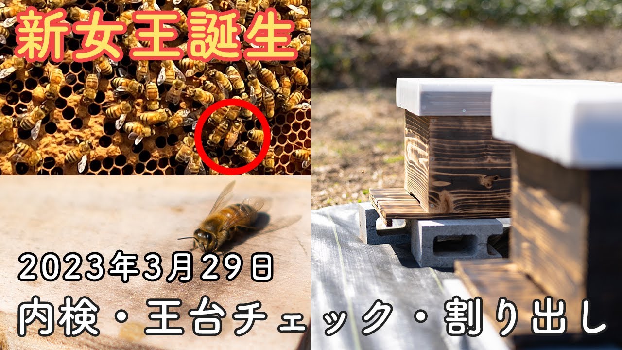 内検・王台チェック・割り出し【2023年3月29日】養蜂／岩手県／東北